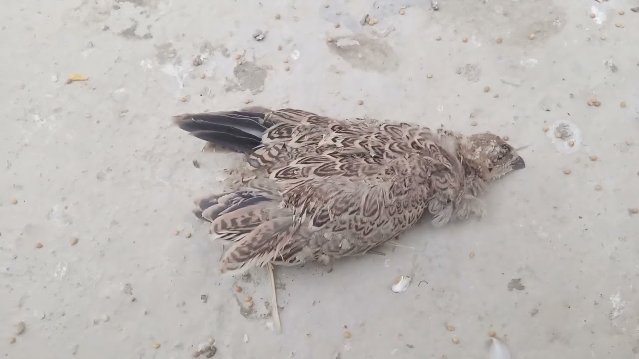 خسرنه خساير جبيره ونشالله نعوض بهاي يام آلحمـدآللــٰ۫ﹻۧـ͡ـهہ دآئمـــآ وآبــــدآ