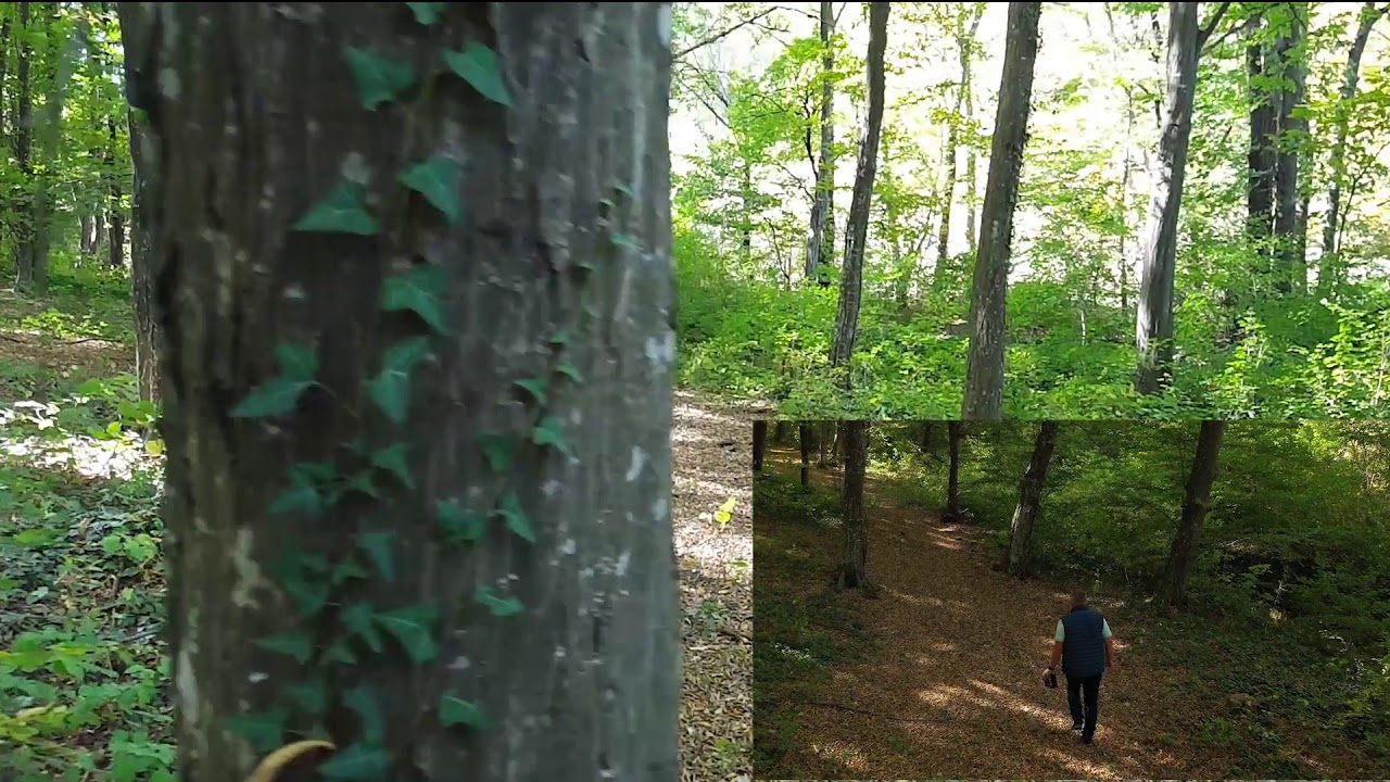 Mavic 2 Pro - Active track 2.0 - test in forest
