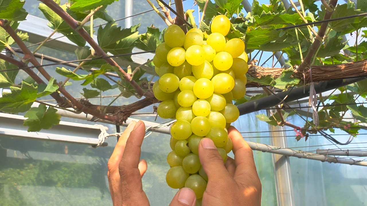 포도 품종별 맛과 특성 평가 - 이탈리아(Italia)