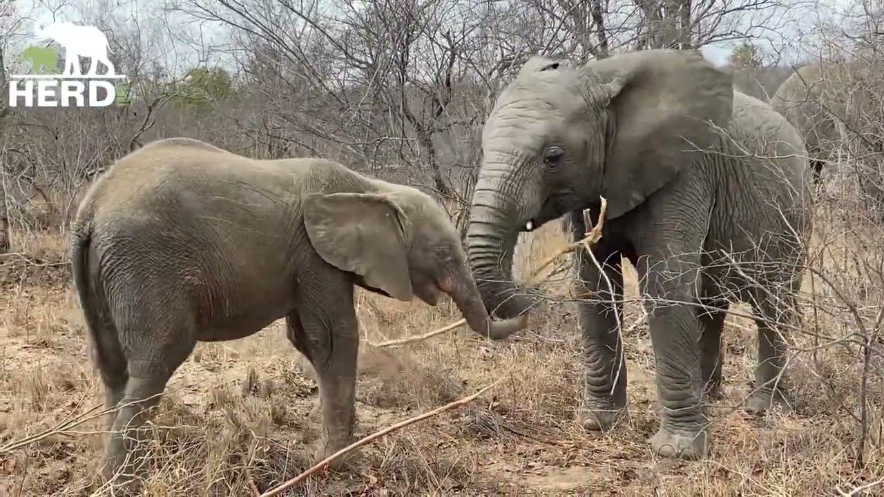 Sweet Moments with Courageous Elephant Timisa on Her 6 Year Anniversary in the Herd