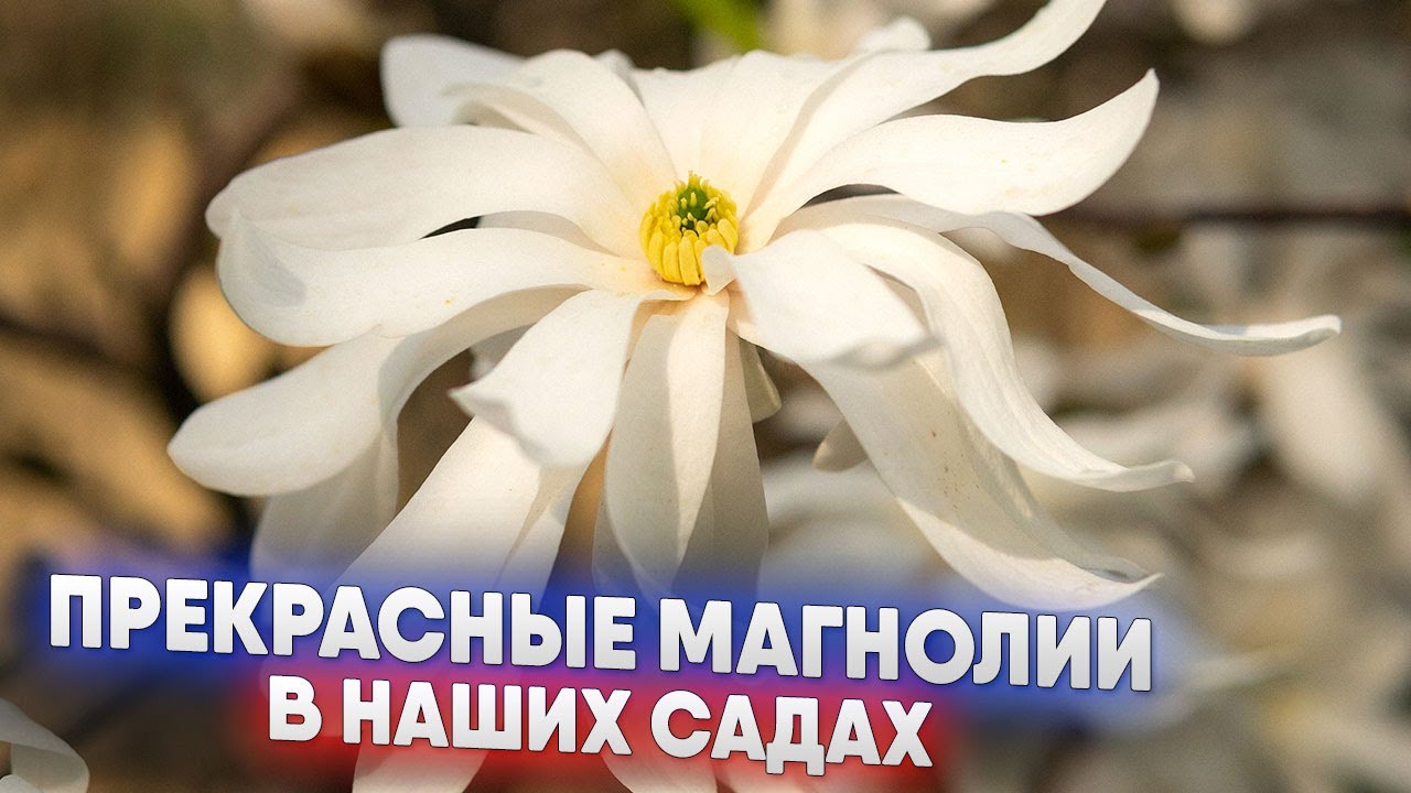 Прекрасные магнолии в наших садах