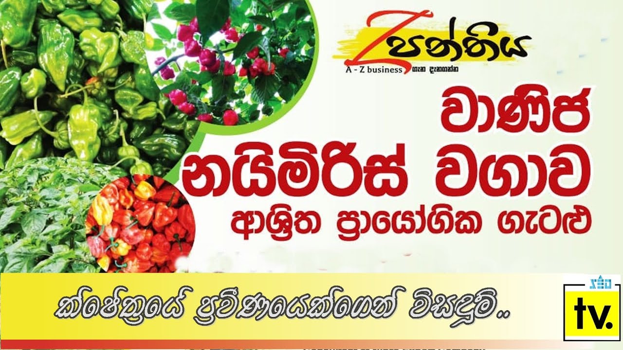 වාණිජ නයි මිරිස් වගාව ආශ්‍රිත ප්‍රායෝගික ගැටළු