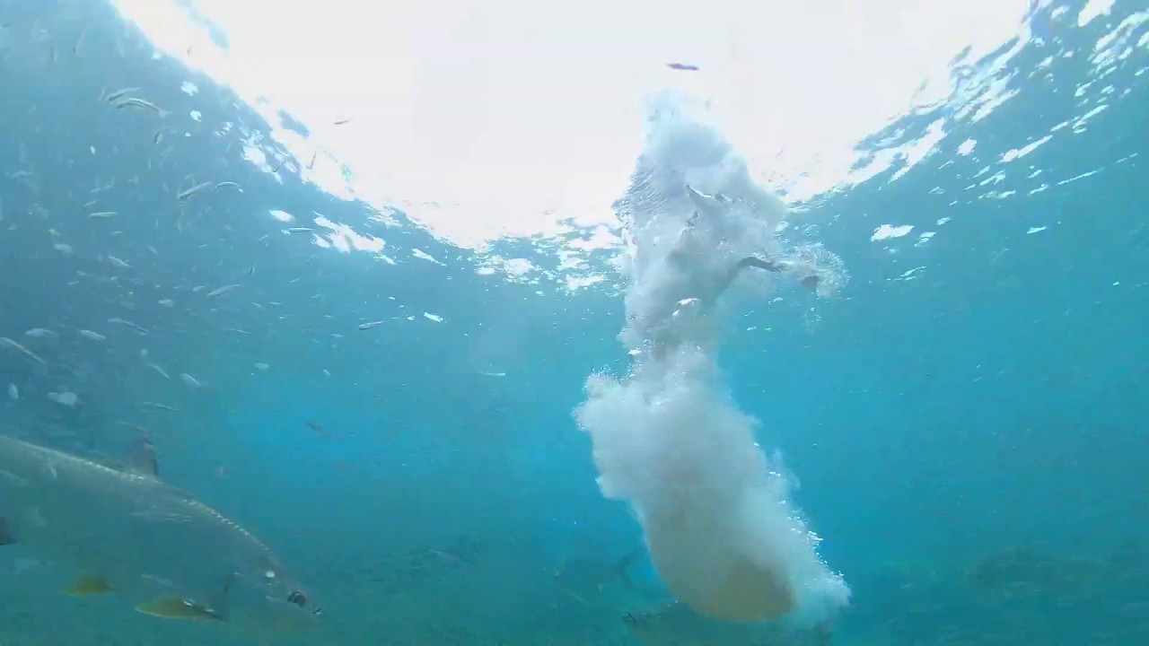 Pelicans diving for silversides, with Tarpon