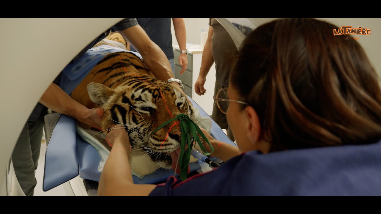 SCANNER D'ISABELLA 🐯