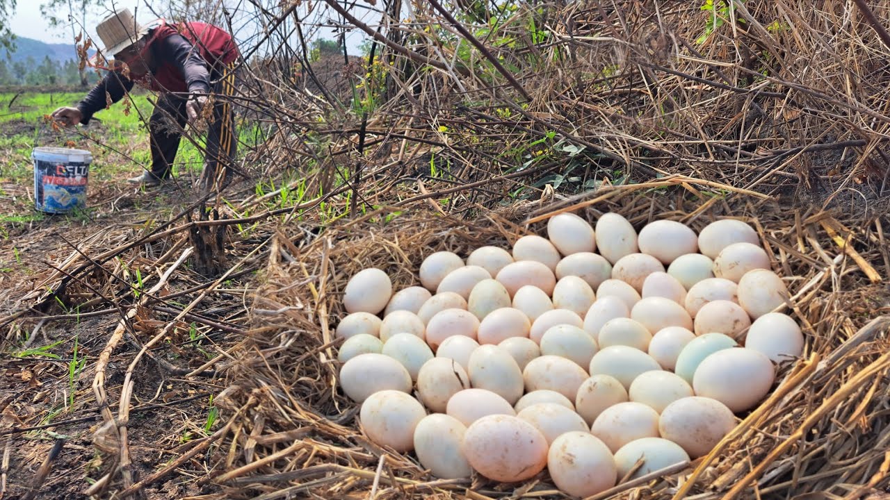 Wow Wow unique  !A farmer collects a lot of duck eggs in the open air and under the trees.