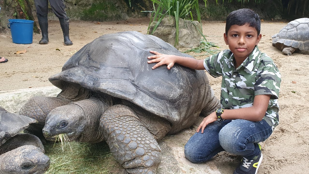 Giant Tortoise Feeding -Singapore Zoo