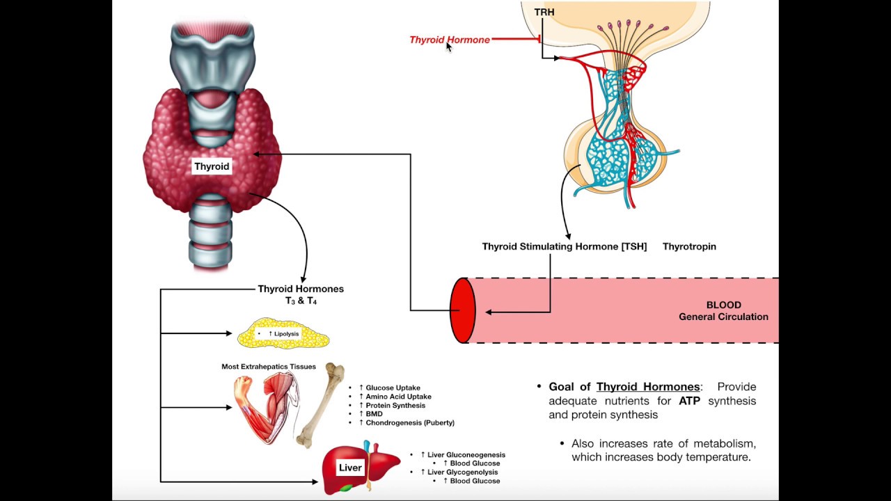 Specific Hormones | Functions of Thyroid Hormones