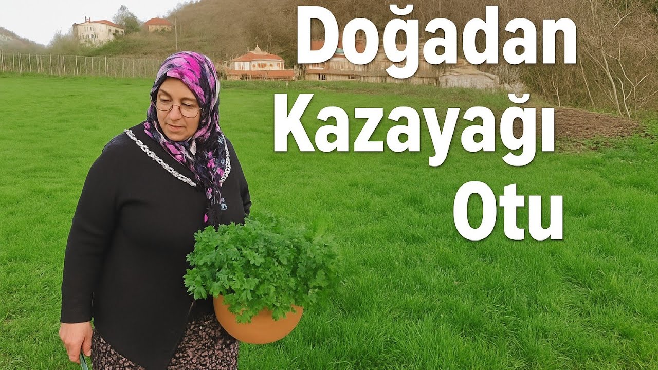 🌿 Kasım Sonu Doğadan Kazayağı Otu Toplama | Köy Yaşamı