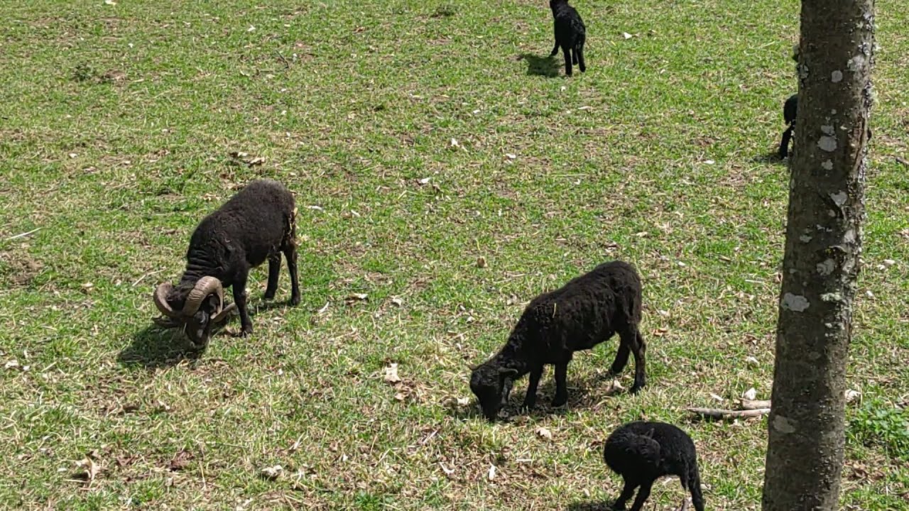 Nedeľa Dobrého pastiera 🐑 - Aj svoj život dám za ovce.“ (Jn 10, 11-15) video určené pre deti