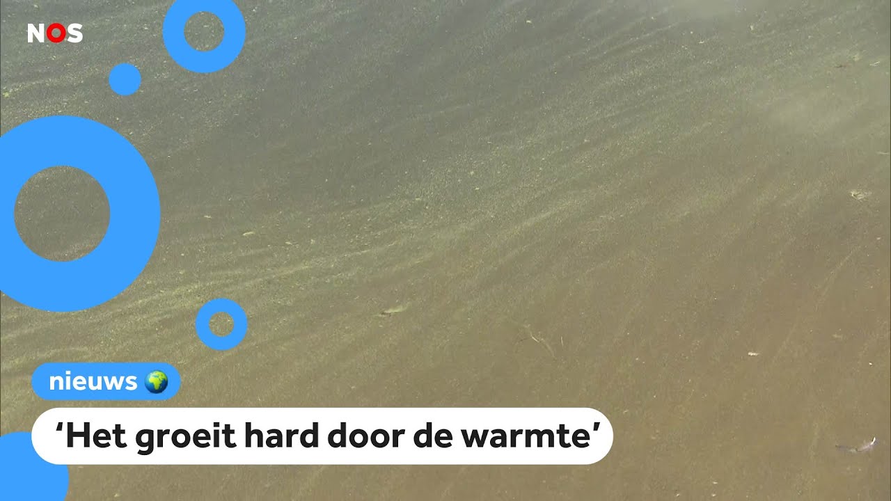 Op steeds meer plekken niet zwemmen door blauwalg