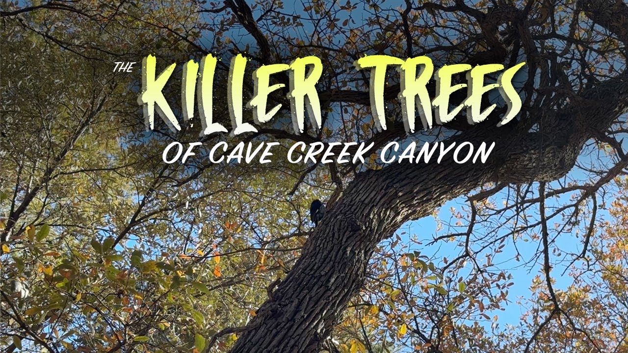 My Adventures in Arizona's Cave Creek Canyon