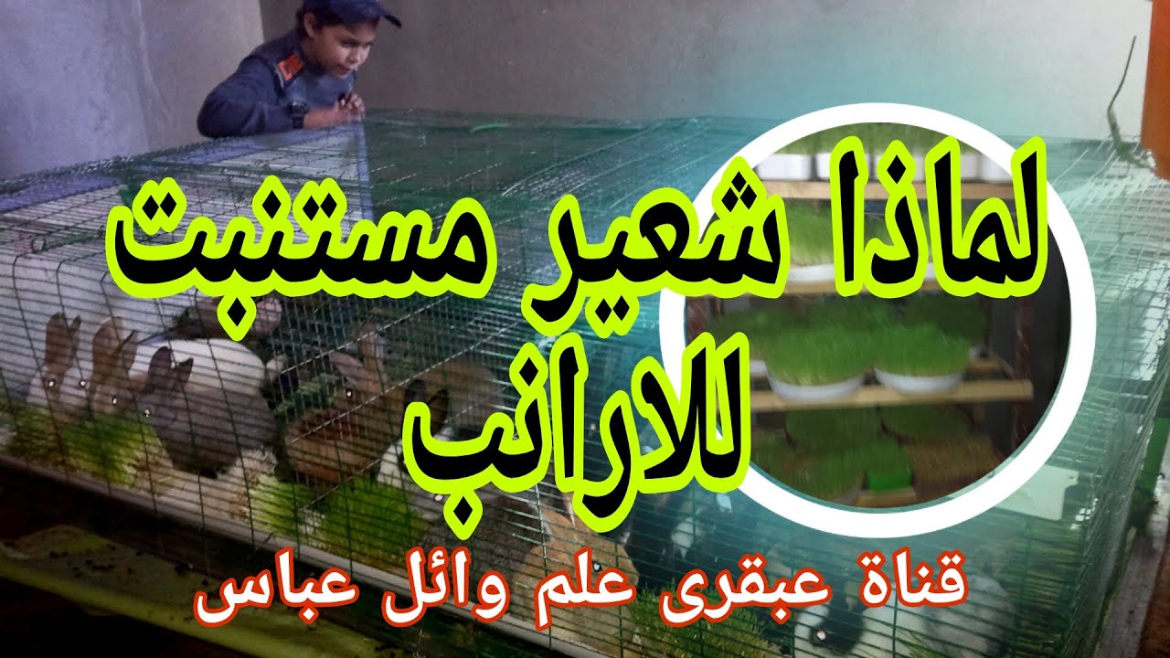 لماذا شعير مستنبت للارانب.Cultured barley for rabbits