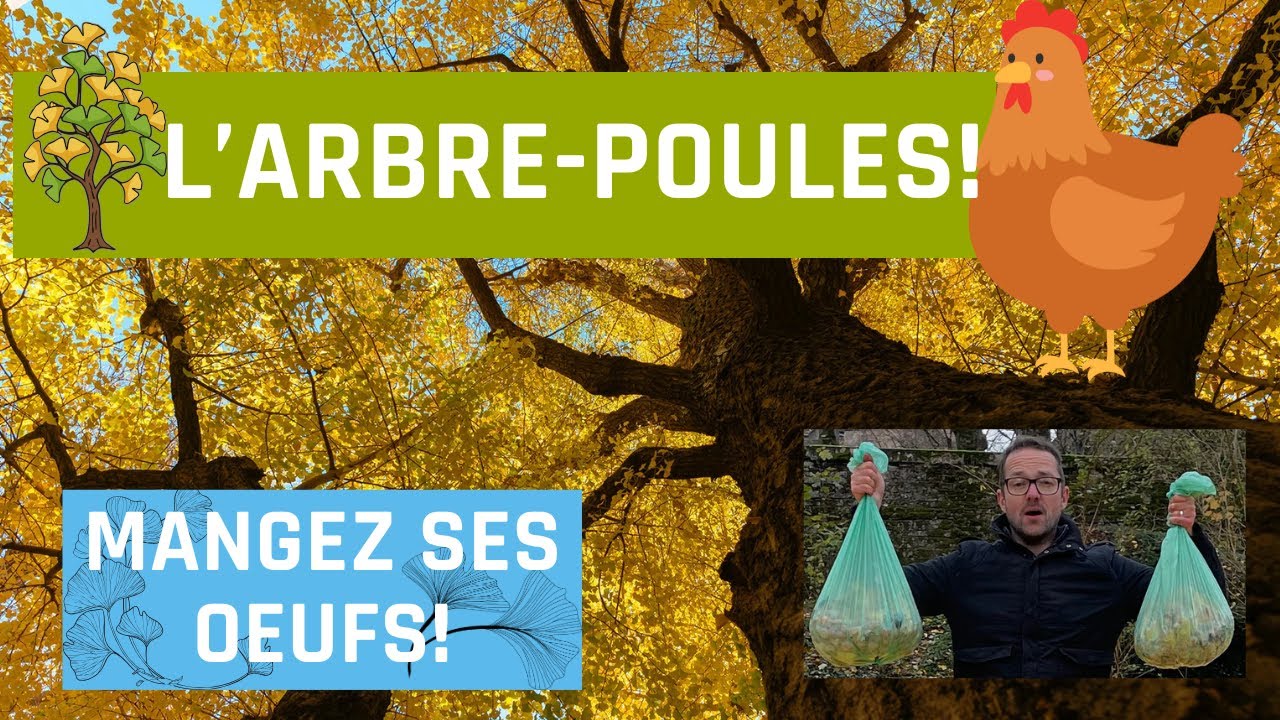 Manger des oeufs d'arbre, avec l'arbre-poule!