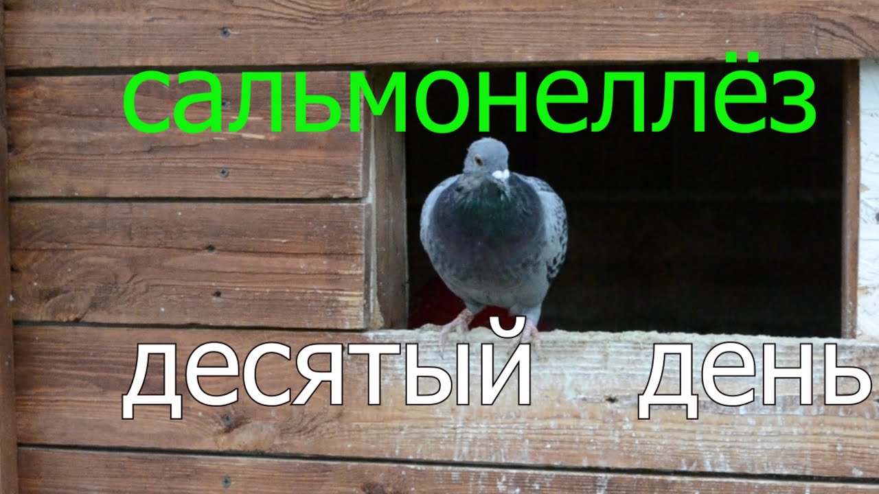 САЛЬМОНЕЛЛЁЗ  ГОЛУБЕЙ,БОЛЕЕМ 10 ДНЕЙ. Какие последствия, итоги лечения.