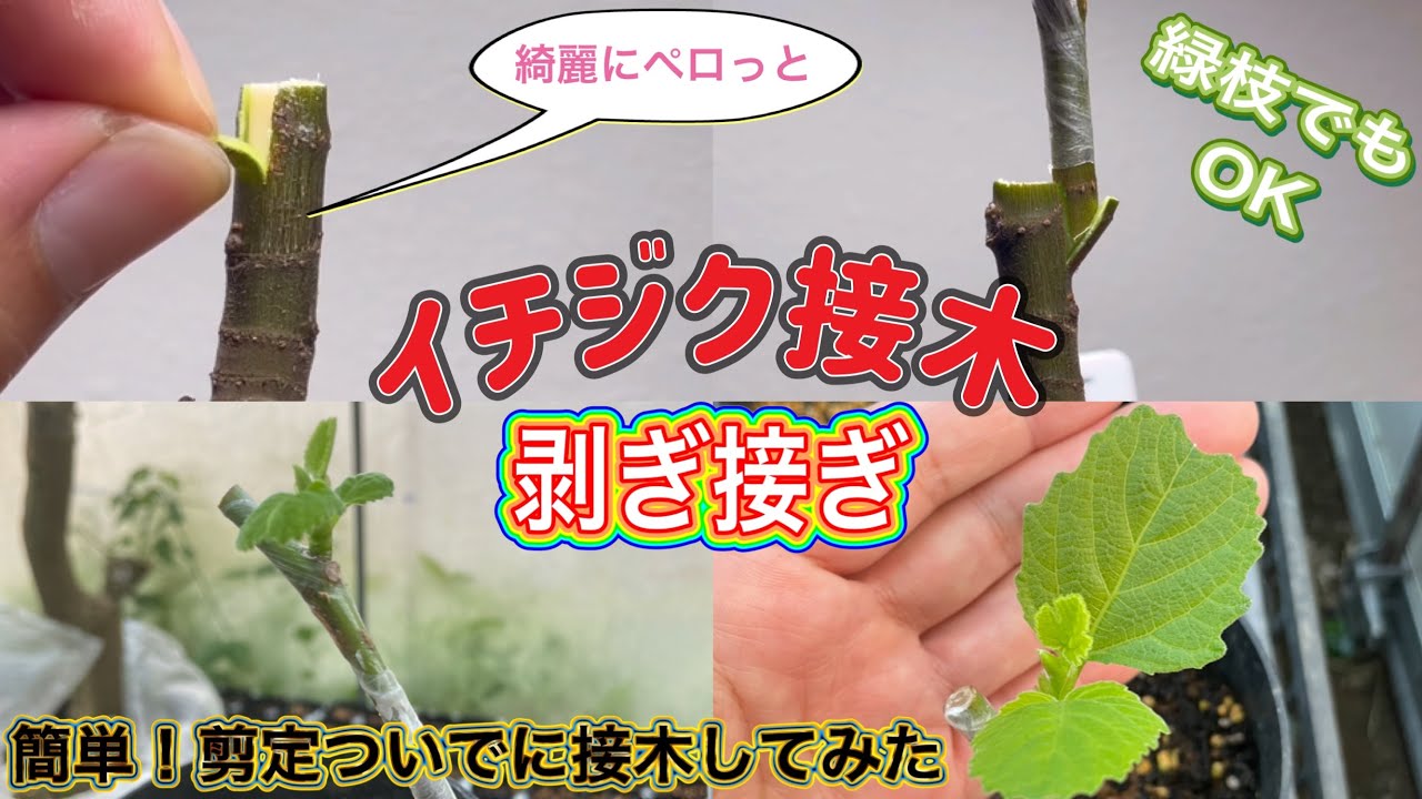 【イチジク接木】想像以上に簡単に成功します。剪定した緑枝で剥ぎ接ぎしてみました。接木のポイントも解説します。適期は気にせず挑戦が大事。