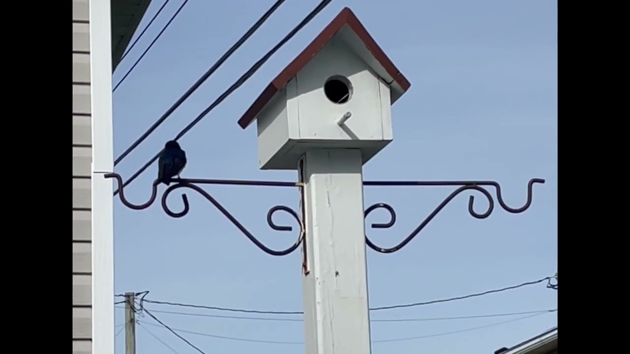 For The Birds