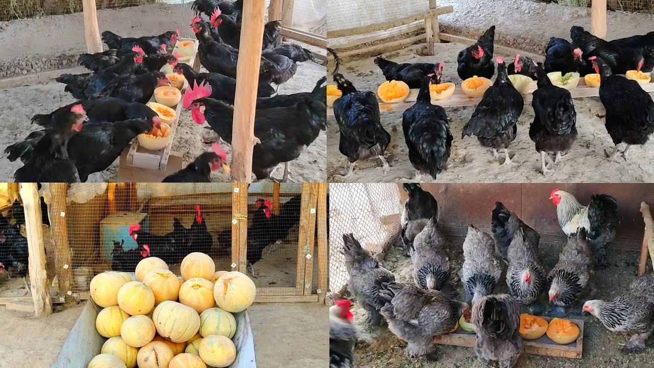 Feeding melon to chickens to help them lay good eggs / Qora shaxzoda tovuqlari