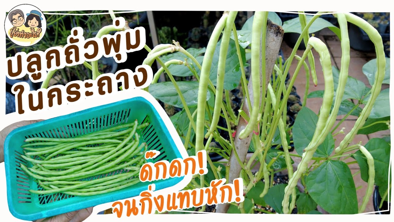 ปลูกถั่วพุ่มในกระถาง ด๊กดก❗️จนกิ่งแทบหัก❗️ ละเอียดทุกขั้นตอน😃 | ย่าปลูกอะไร EP19