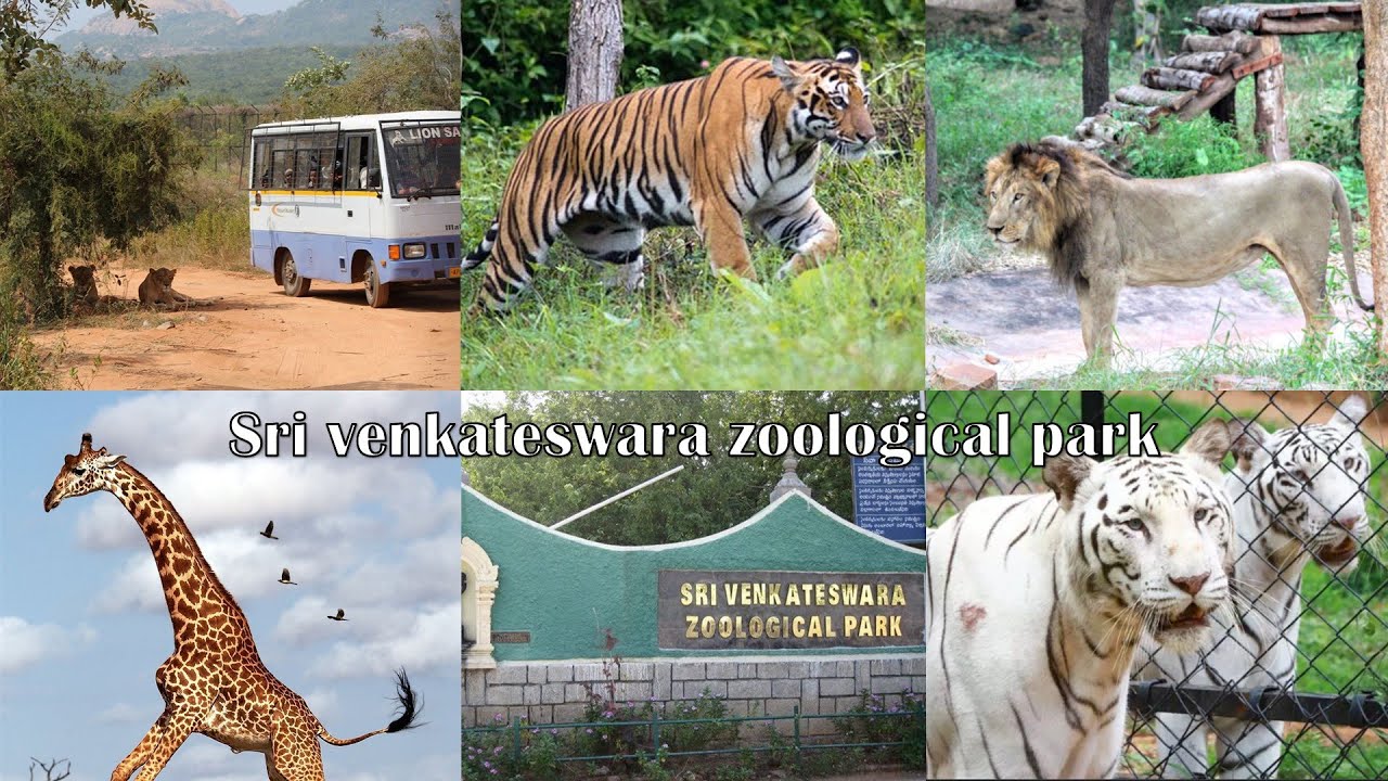 Sri Venkateswara Zoological Park | Tirupati Zoo park | Lion Wild Safari