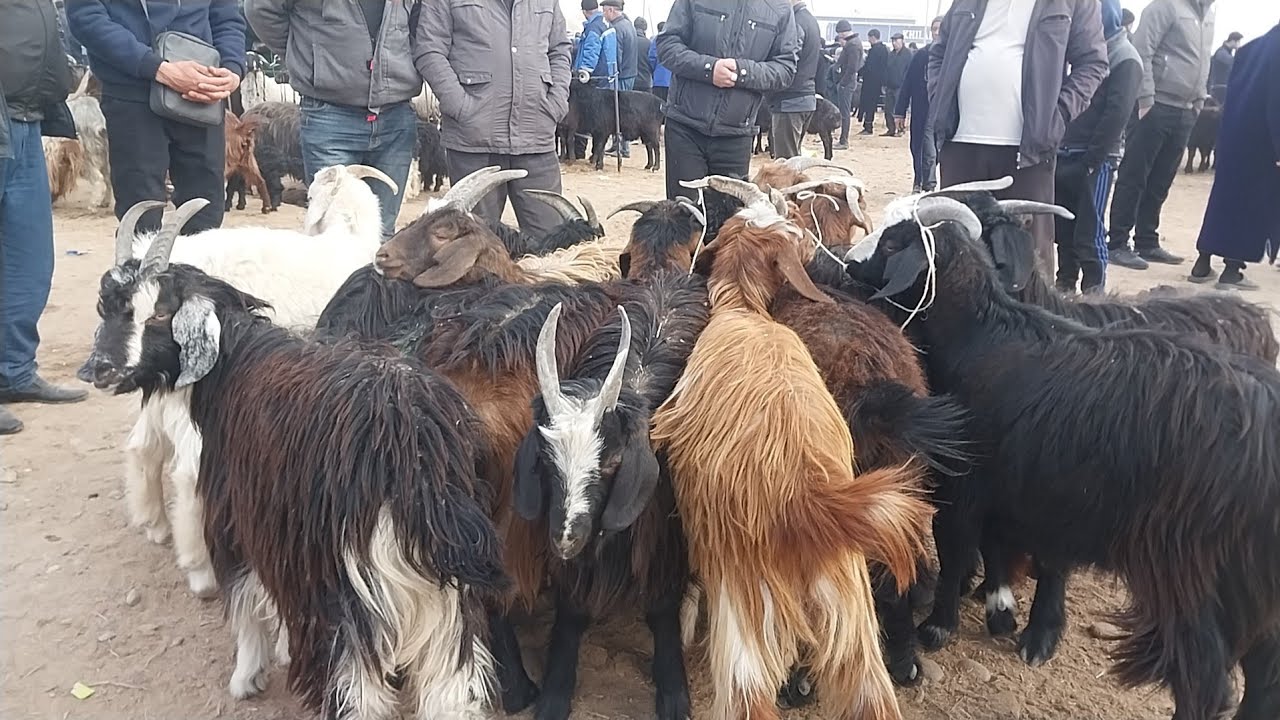 17.02.2026 ECHKI ULOQ TAKA SARKALAR ARZON BULDI QARSHI KARVON MOL BOZORIDA 