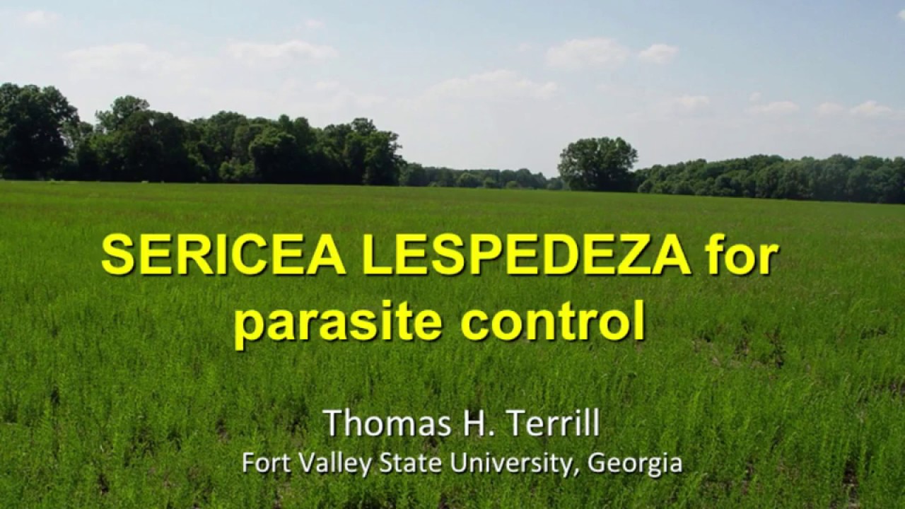 SERICEA LESPEDEZA for parasite control-Tom Terrill