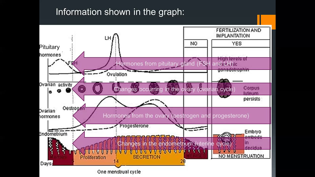 Hormonal control of the menstrual cycle graph made simple and logical