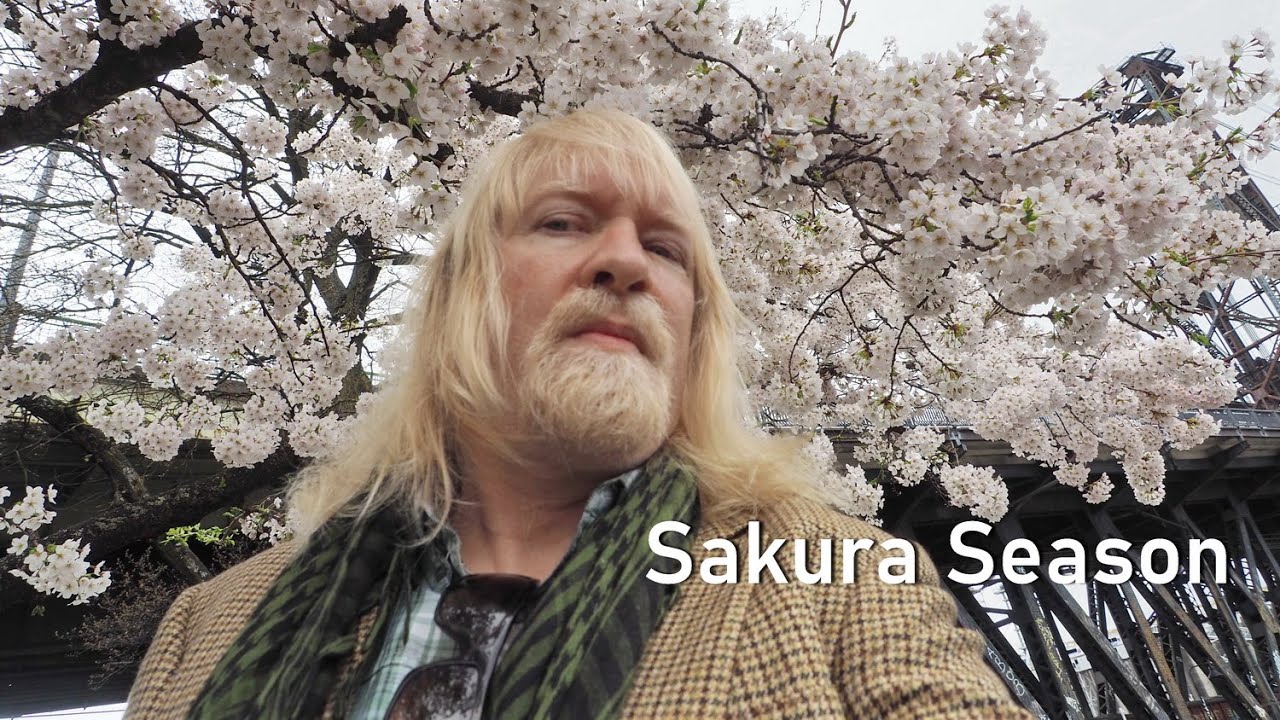 Sakura Season, Portland's Cherry Blossom Explosion