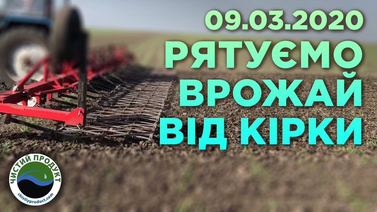 АРХІВ. Боронування часнику важкими боронами: як правильно розбити кірку