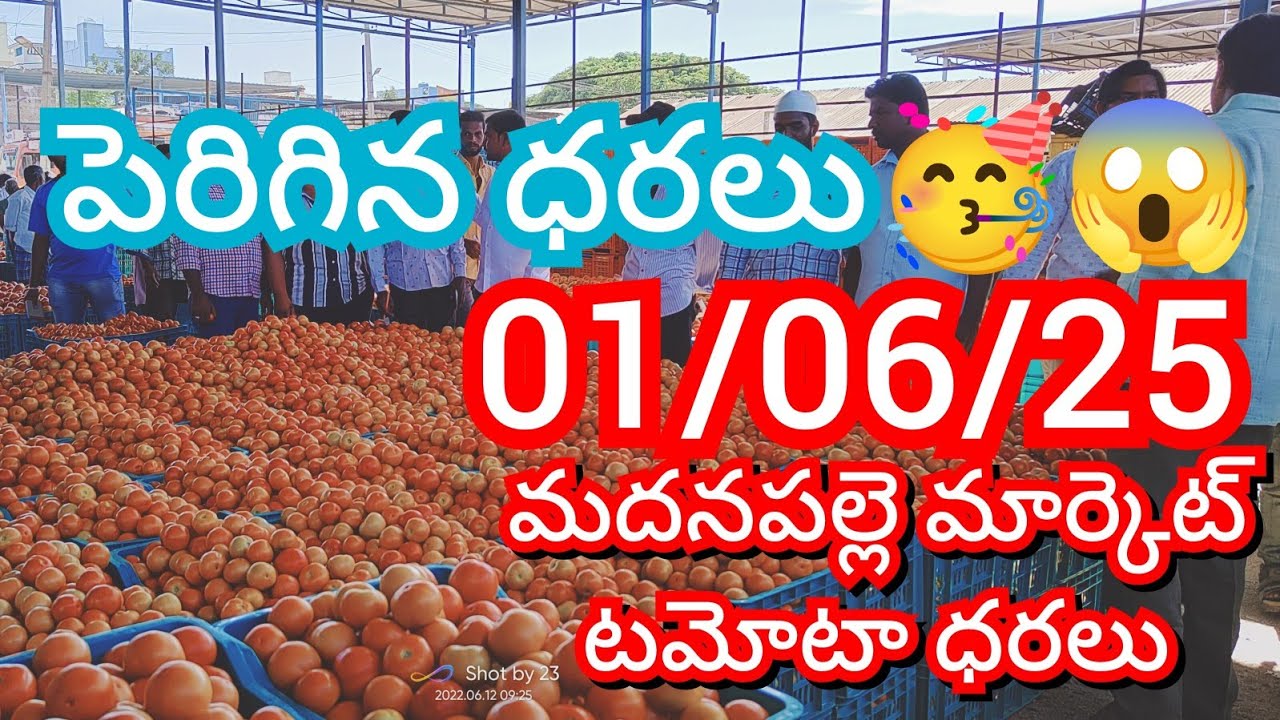 01-06-25 Madanapalle Tomato Market price Today || Today Tomato Market Rate in Madanapalle #today