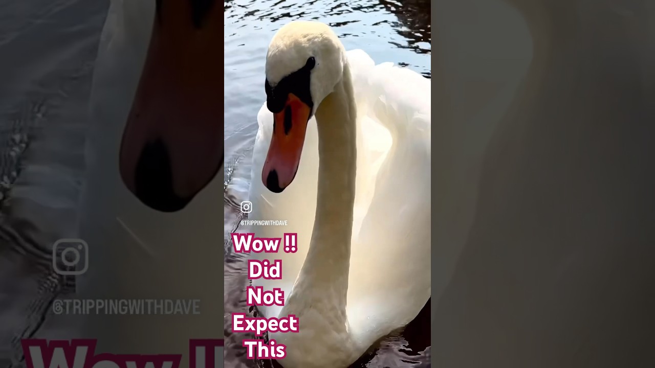 Up close and personal.  #lucky #worcestercathedral #riversevern #planetbirds #swanlovers