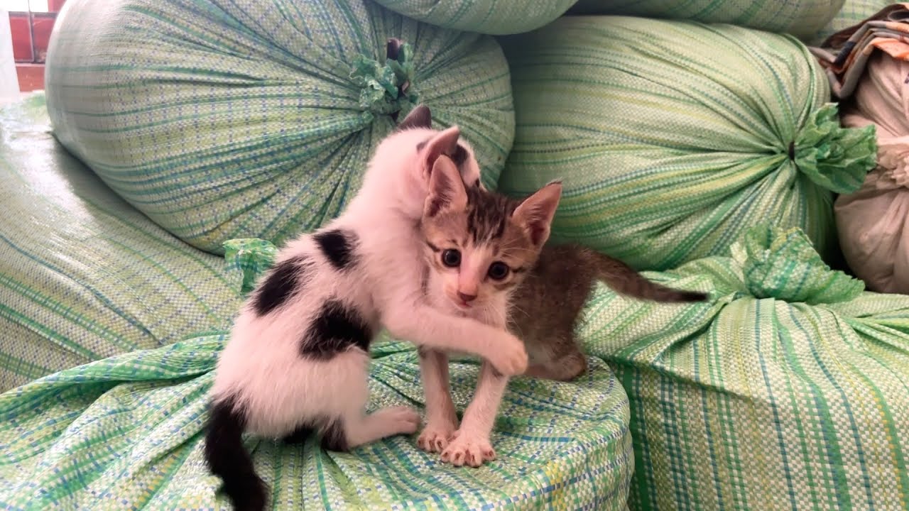 Cute Cat Babies Discover a New Place to Play!