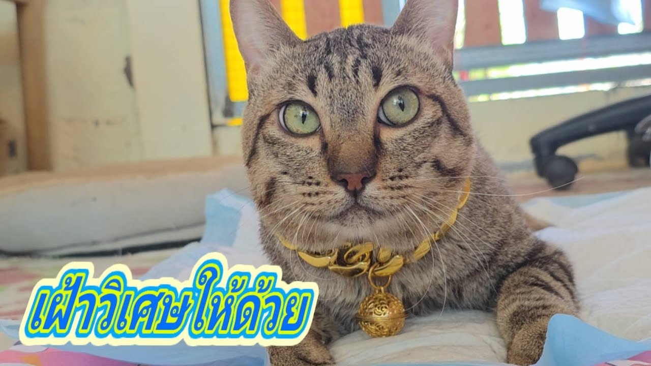 เฝ้าวิเศษให้ด้วย3.มี.ค.69@stray_cats 