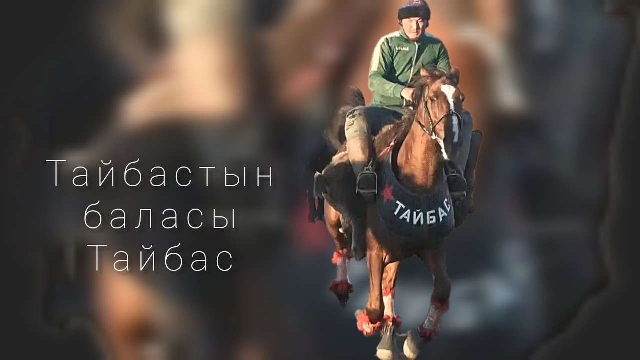 Намыс деп чоң акчага сатылбаган Тайбас.