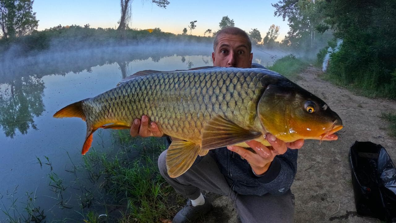 PECANJE KRUPNOG ŠARANA NA AMBARAC KRAJEM AVGUSTA-SUKI kuva NONU-JEJA i STANIŠA VADE RIBU|TAMIS RIVER