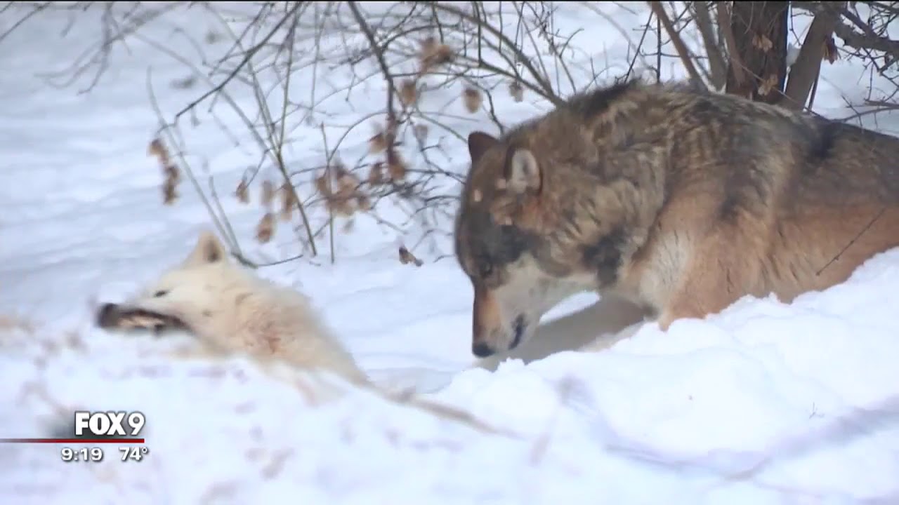 National Park Service to introduce 20-30 new wolves to Isle Royale