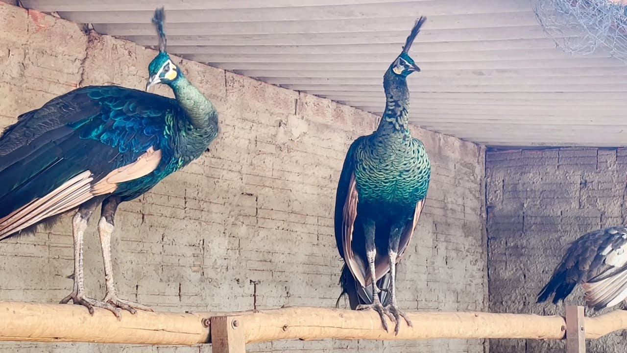 SÍTIO DE AVES EXÓTICAS 😍  PAVÃO DE JAVA PURO, FAISÃO PRATEADO, AVES BELAS E RARAS 🙌 FRAN ADORNO