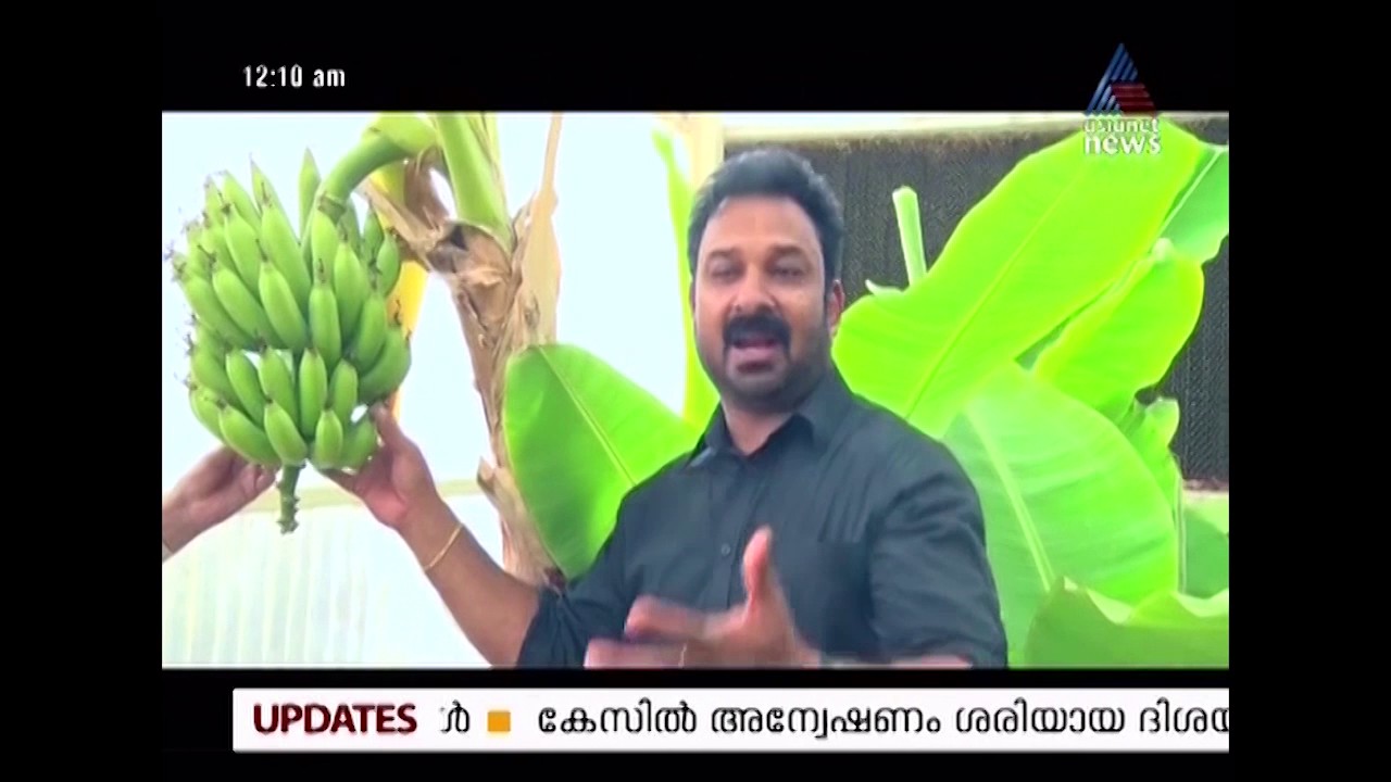 മരുഭൂമിയിലെ കൃഷി - Agriculture in Kuwait - Asianet News