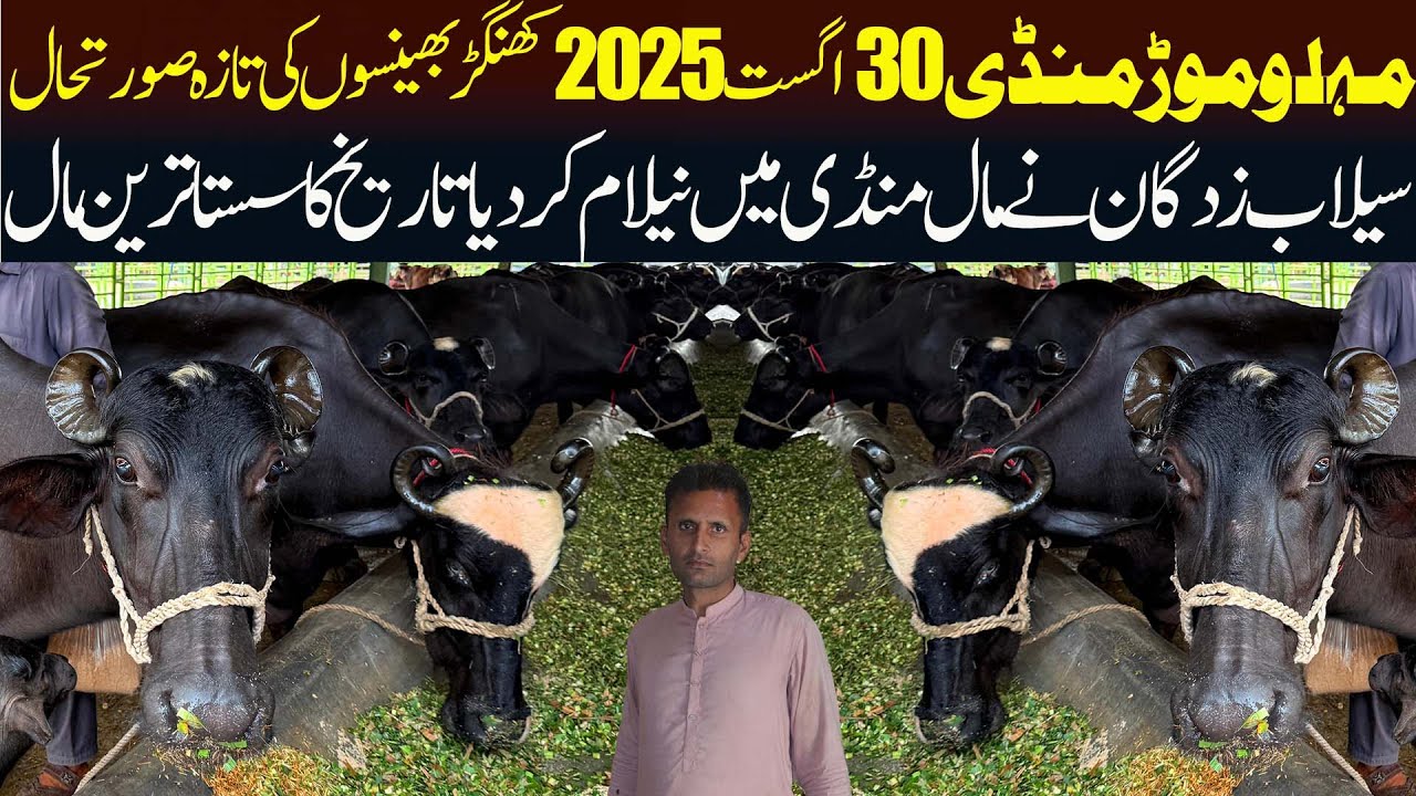 Today Malumor Mandi 30 August 2025 Update- Nili Ravi Buffalo | Cattle Market Pakistan | Janwar Mandi