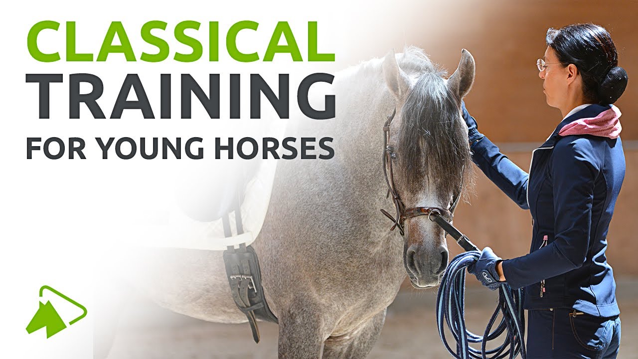 Classical Training Exercises for Young Horses | wehorse