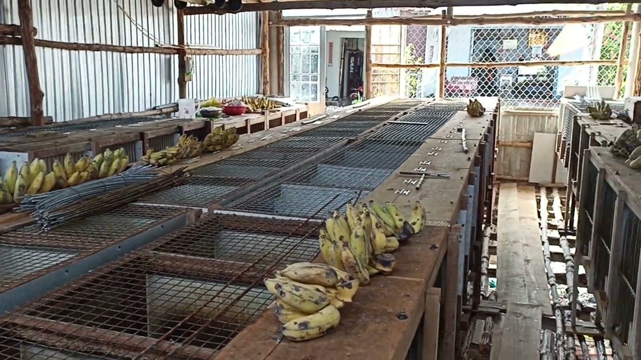 Cá và chuối thức ăn hằng ngày cho chồn hương