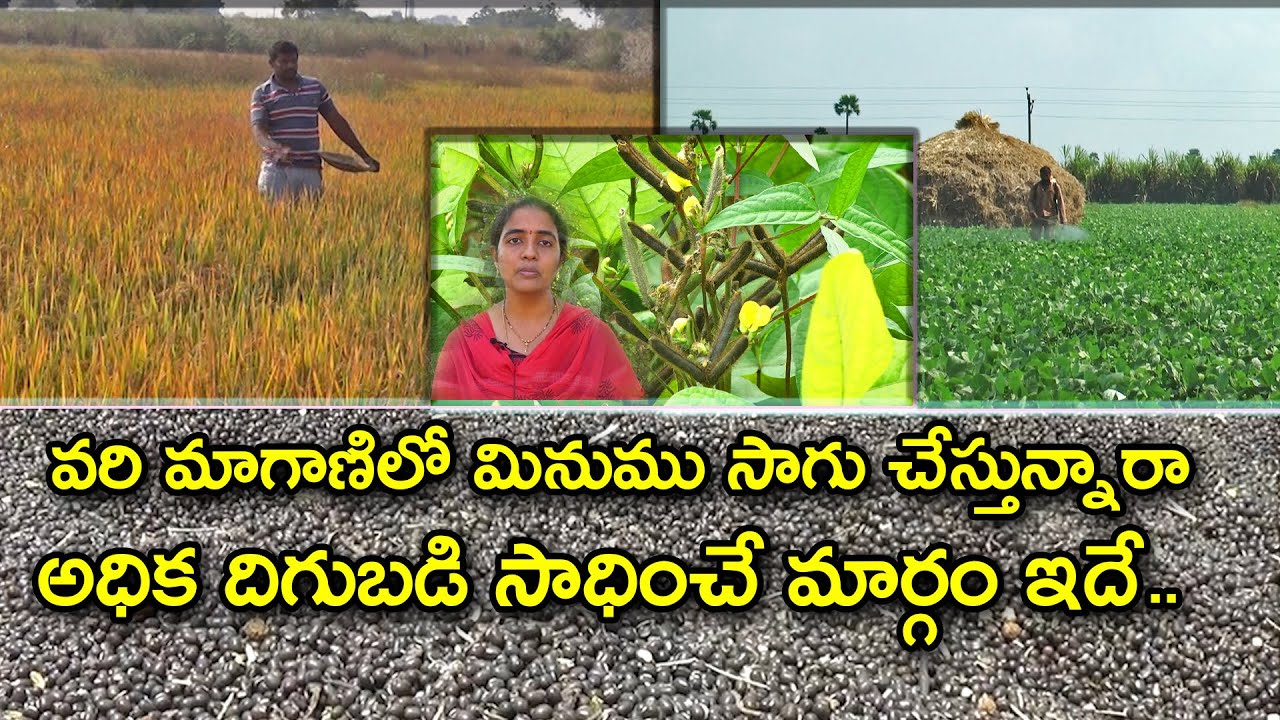 వరి మాగాణుల్లో మినుము సాగు ||అధిక దిగుబడికి మార్గాలు || Rice fallow Black gram || Karshaka Mitra