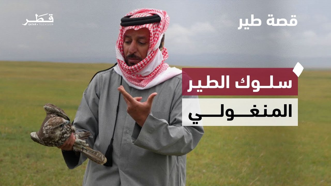رحلة صيد الصقور وأساليب التمييز بين أنواع الصقور ومعلومات عن الطير المنغولي | قصة طير