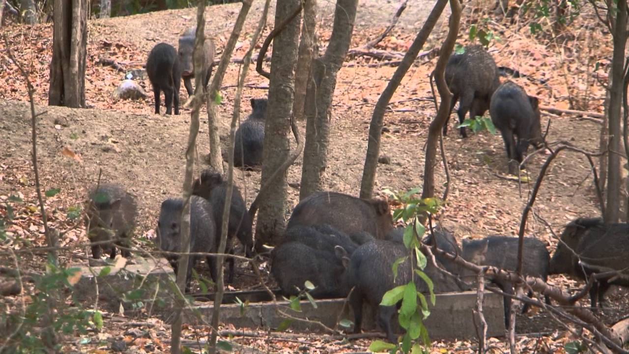 Collared Peccary-Pig-like But Not A Pig