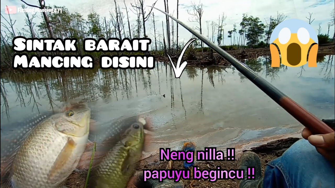 Sentak teruss..!! Mancing nila dan papuyu/betok menggunakan umpan ulat bumbung/bambu