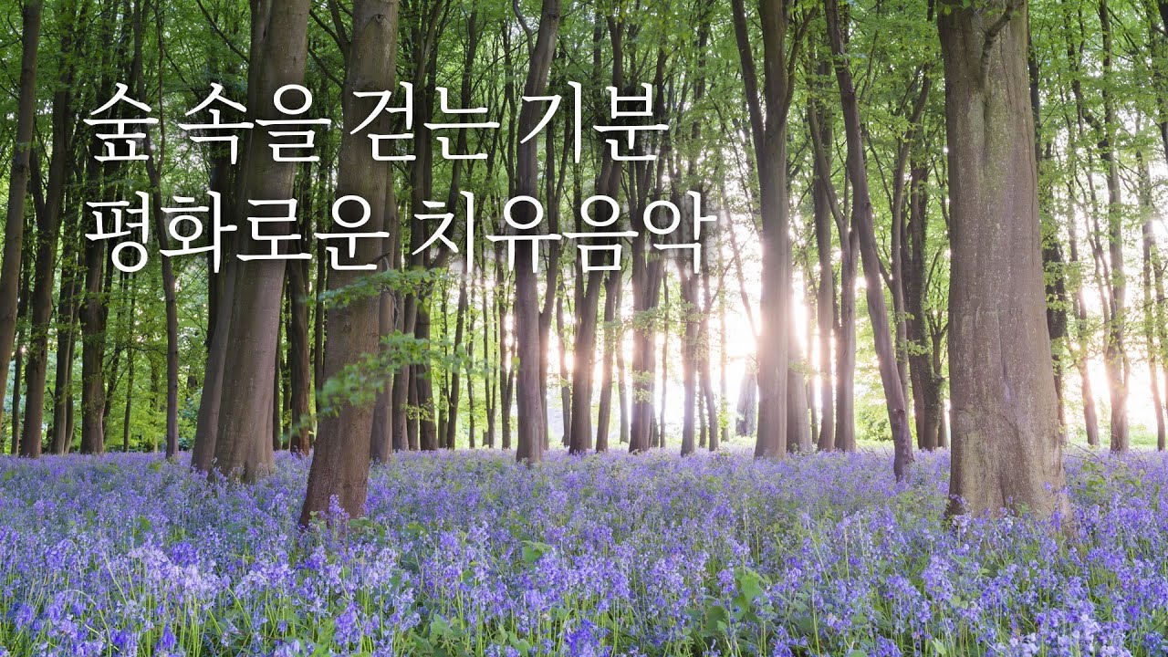 숲을 걷는 효과🌿 10분만에 머리가 맑아져요  | 5시간, 치유음악, 힐링음악, 새소리  | White Noise, the sound of birds in the forest