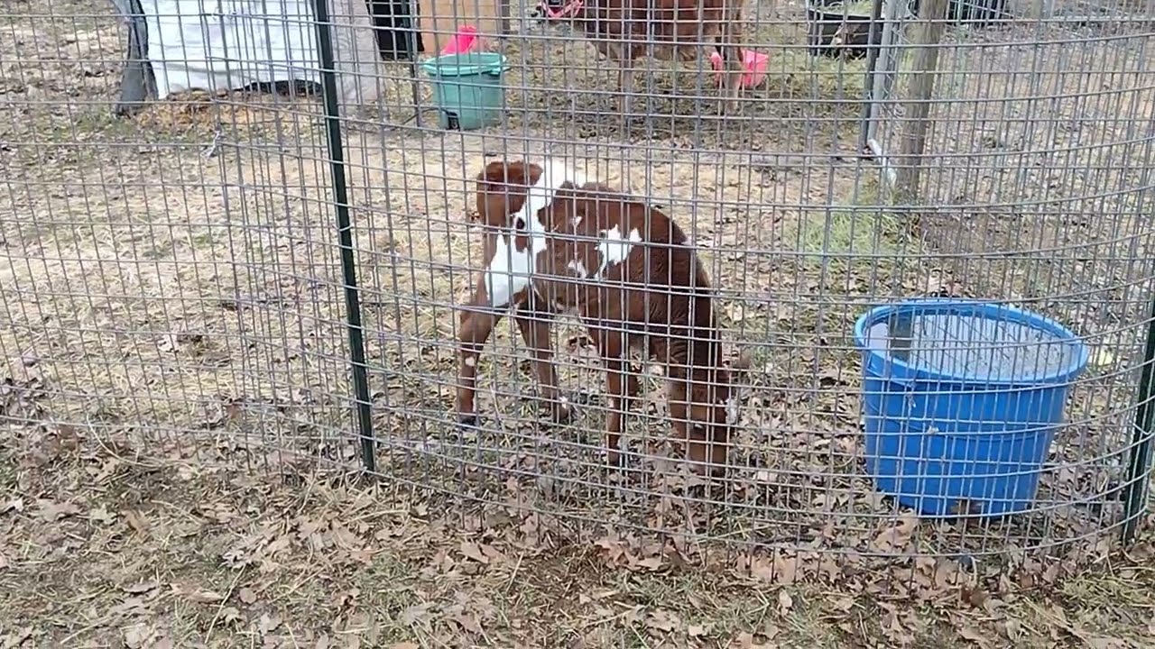 Isaiah painted Jersey bull calf enjoying his new area