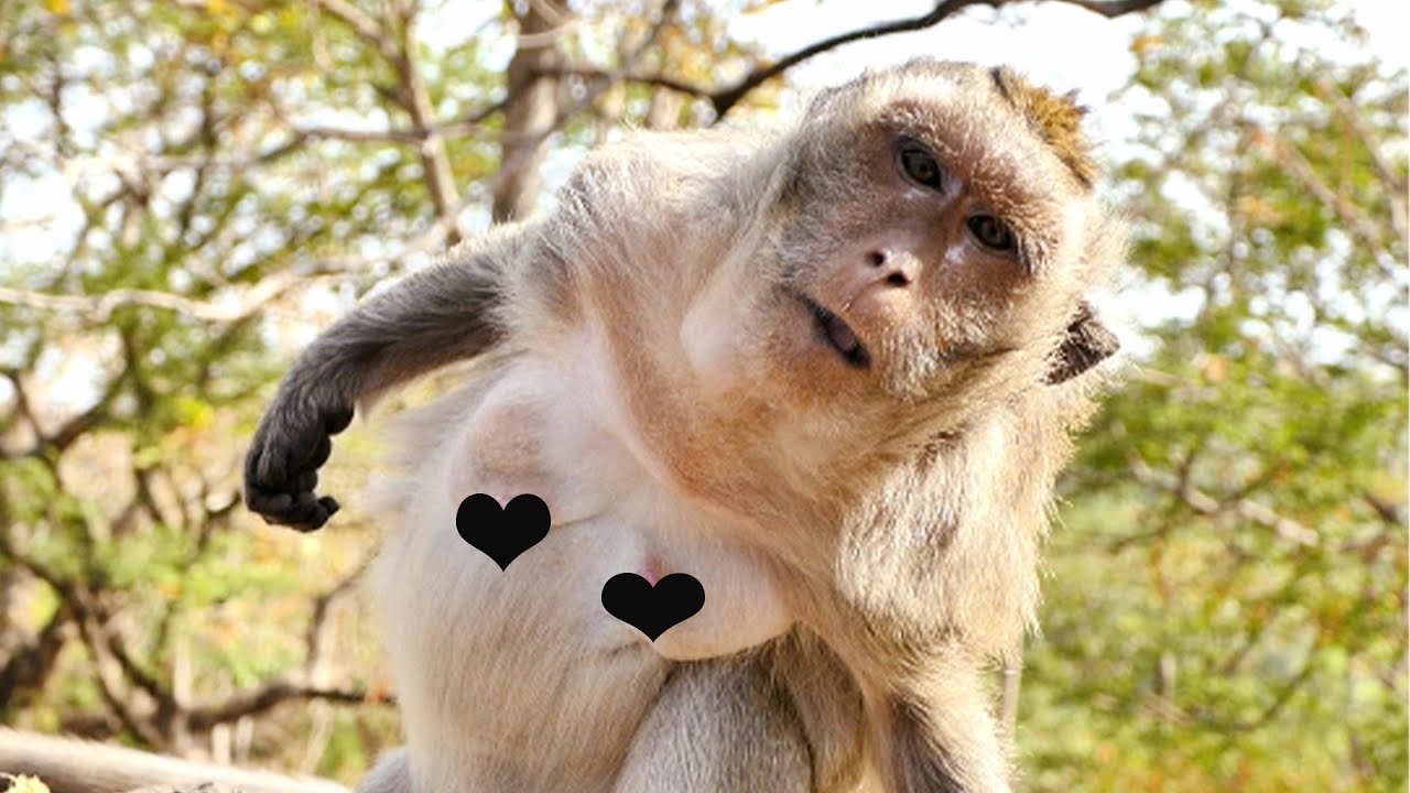 Congratulation To Grandma Monkey Malida That Becomes Pregnant And Now Martin Stops Chasing Her Well