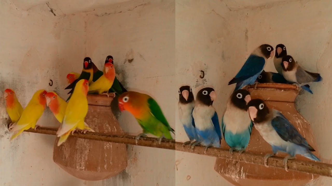 Lovebirds Colony Voilet - Fisher - Blue Pasnata & Lotino