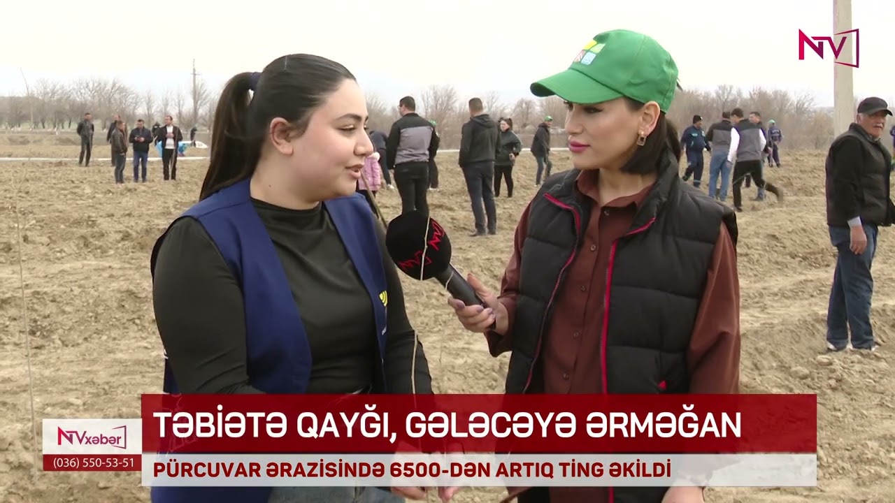 PÜRCUVAR ƏRAZİSİNDƏ 6500-DƏN ARTIQ TİNG ƏKİLİB