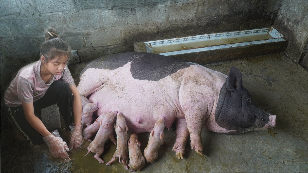 AWESOME MOTHER PIGS - THEIR PIGLETS - A must see Takes Care of Mother Pig and Her Little Pigs